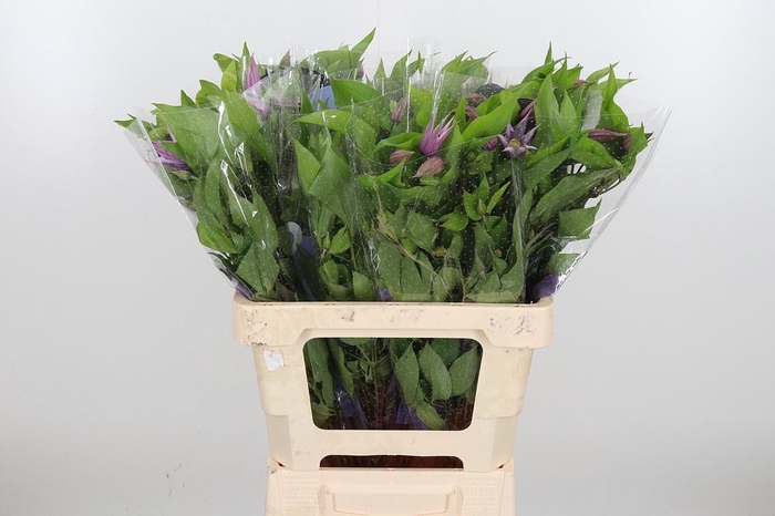 <h4>Clem Amazing London</h4>