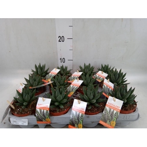 Haworthia   ...