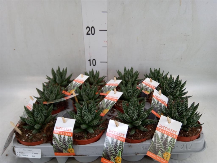 <h4>Haworthia   ...</h4>