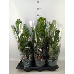 Zamioculcas zamiifolia