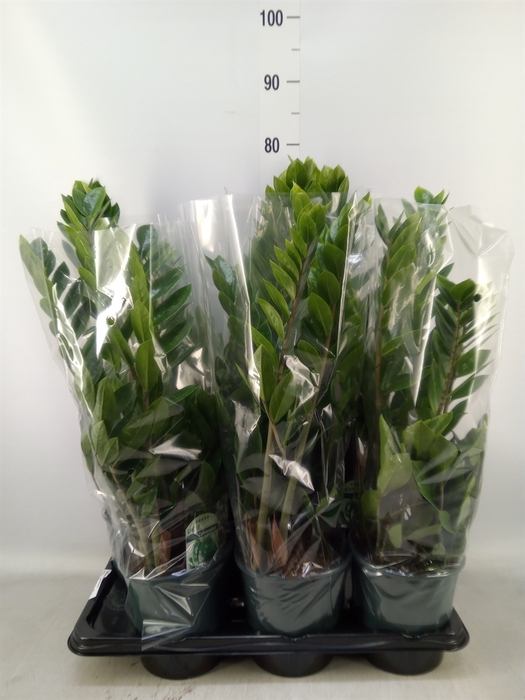 <h4>Zamioculcas zamiifolia</h4>