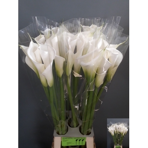 Calla Avalanche Kerklaan