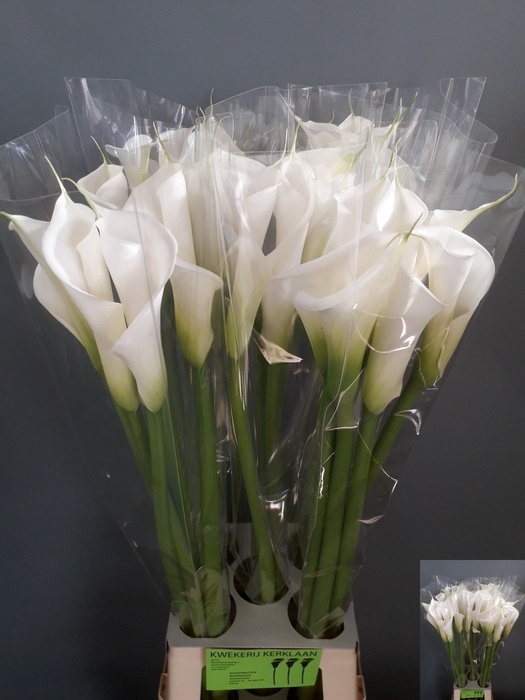 <h4>Calla Avalanche Kerklaan</h4>