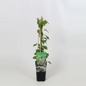 Fallopia Baldschuanica