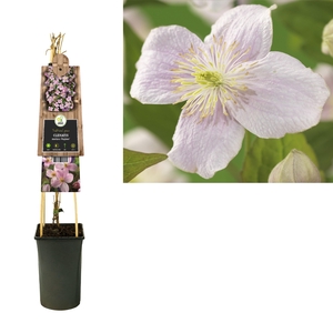 Clematis montana 'Mayleen' +3.0 label