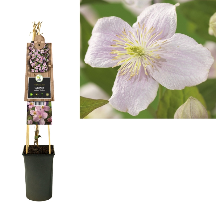 <h4>Clematis montana 'Mayleen' +3.0 label</h4>