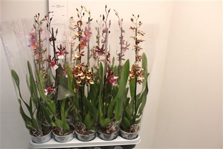<h4>Cambria Grp Gem 1 Branche</h4>