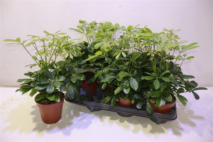 <h4>Schef Ar Nora</h4>