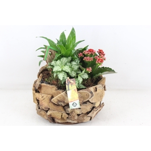 arr2 JS - Schors rond deluxe