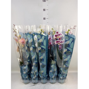 Phalaenopsis   ...mix  5