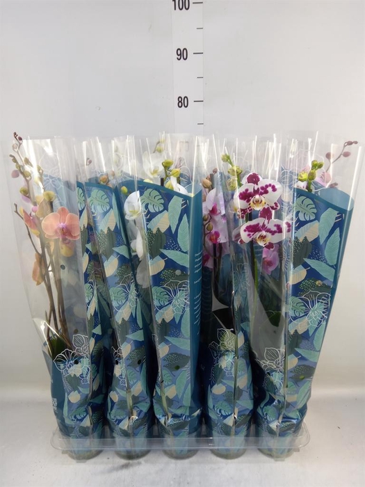 <h4>Phalaenopsis   ...mix  5</h4>