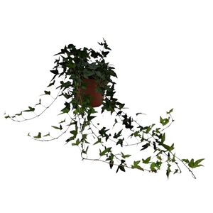 Hedera helix Shamrock - medium long