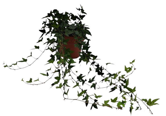 <h4>Hedera helix Shamrock - medium long</h4>