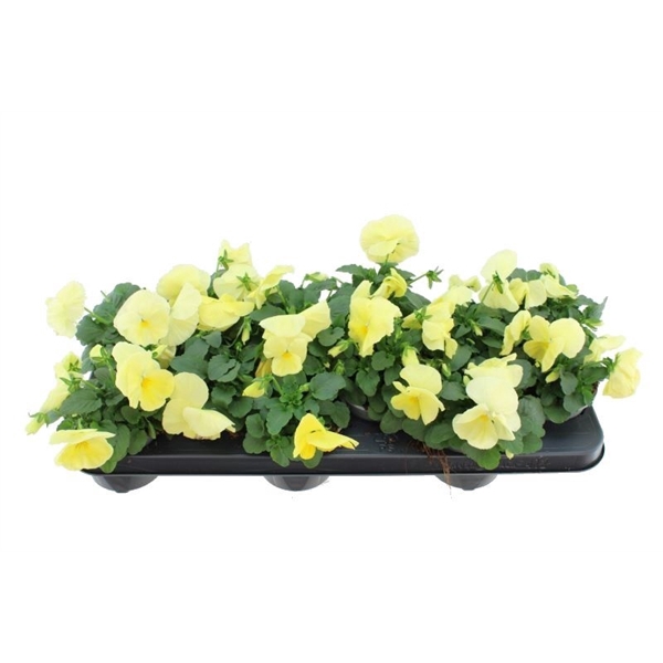 <h4>Viola witt. Delta Pure Primrose</h4>