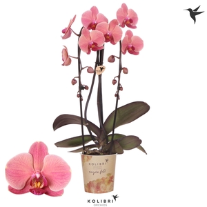 Kolibri Orchids Phalaenopsis Cascade Niagara Fall Narbonne 2 spike