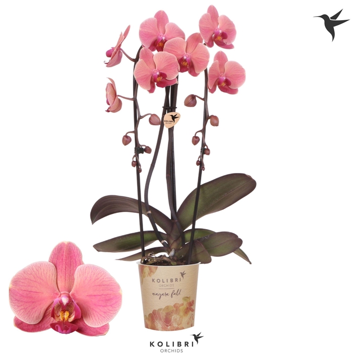 <h4>Kolibri Orchids Phalaenopsis Cascade Niagara Fall Narbonne 2 spike</h4>