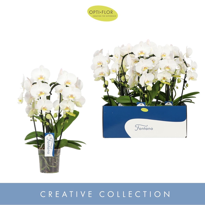 Phalaenopsis wit meer takken