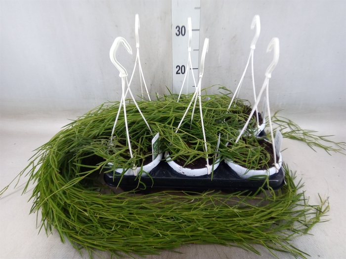 <h4>Hoya linearis</h4>