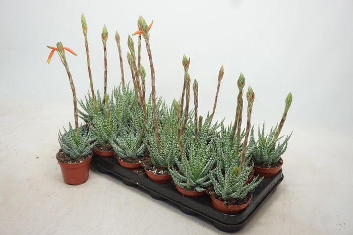 <h4>ALOE HUMILIS</h4>