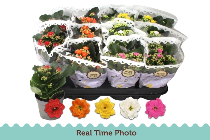 <h4>KAL GE GEM 5 KL</h4>