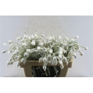 Kaaps Everlasting White