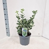 Euonymus japonicus Kathy