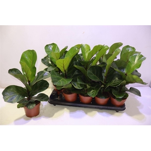 arr8 Ficus Lyrata Bambino