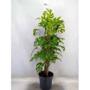 Philodendron   ...