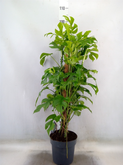 <h4>Philodendron   ...</h4>