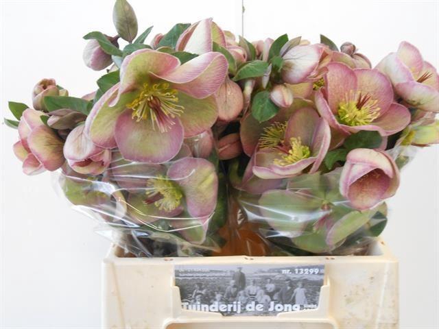 <h4>HELLEB BAYLIS BLUSH</h4>