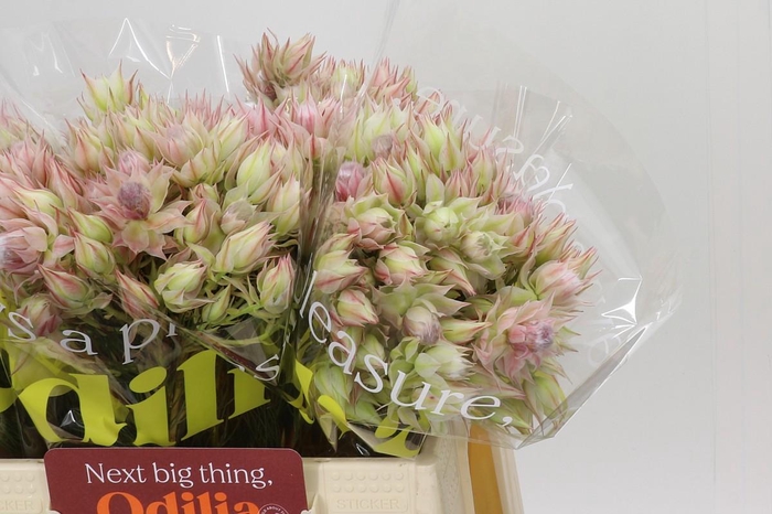 <h4>Blushing Bride Ayoba Satin Star</h4>