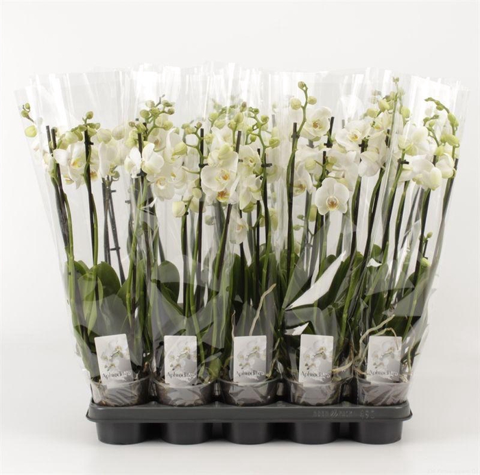 <h4>PHAL OV WIT</h4>