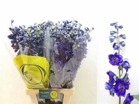 <h4>Delph En Black Knight</h4>