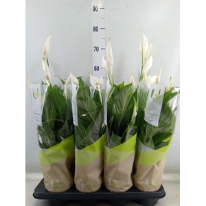 Spathiphyllum  'Strauss'
