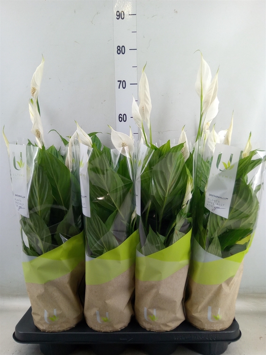 <h4>Spathiphyllum  'Strauss'</h4>
