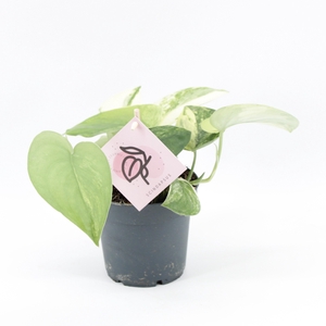 Scindapsus Jade Satin