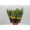 BQ Cape Greenmix
