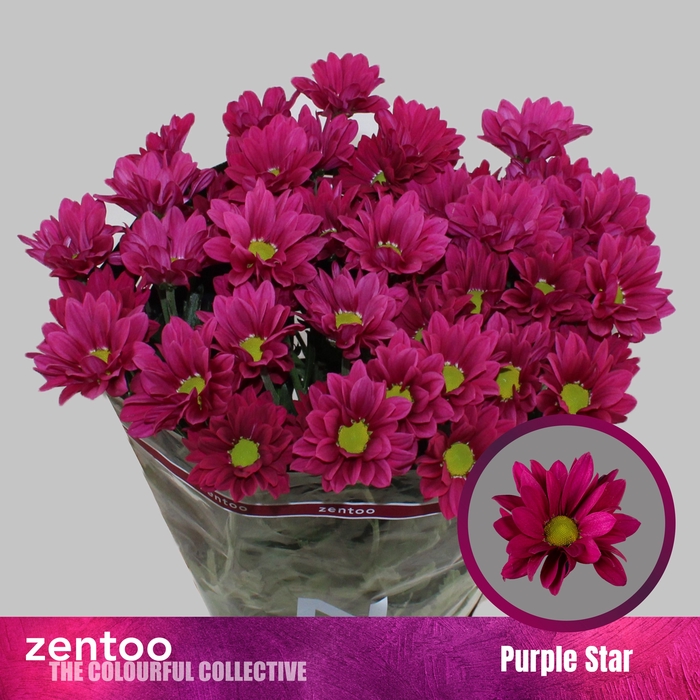 <h4>CHR T PURPLE STAR</h4>
