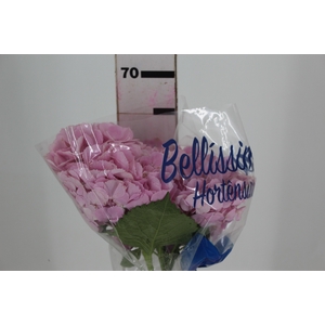 HORTENSIA FORCE 060 CM ROSA