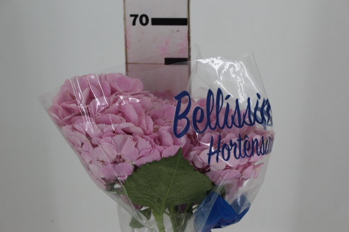 <h4>HORTENSIA FORCE 060 CM ROSA</h4>