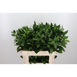 Ruscus