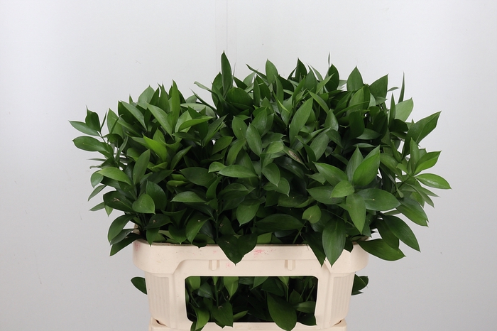 <h4>Ruscus</h4>