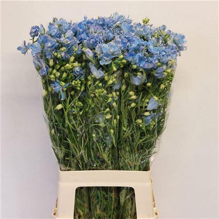 <h4>Delph En M Plat Blue</h4>