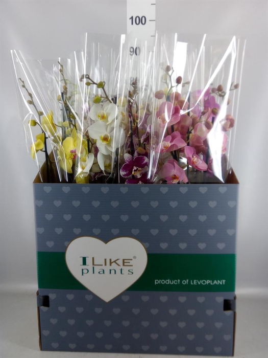 <h4>Phalaenopsis   ...mix</h4>