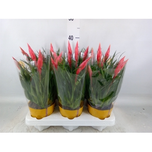 Vriesea  'Astrid'