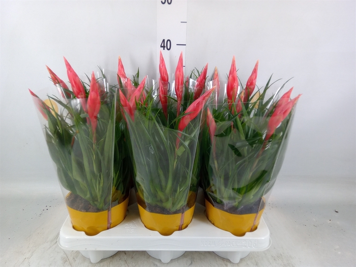<h4>Vriesea  'Astrid'</h4>