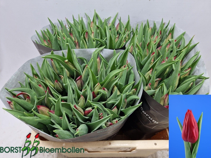 <h4>TU EN STRONG LOVE</h4>