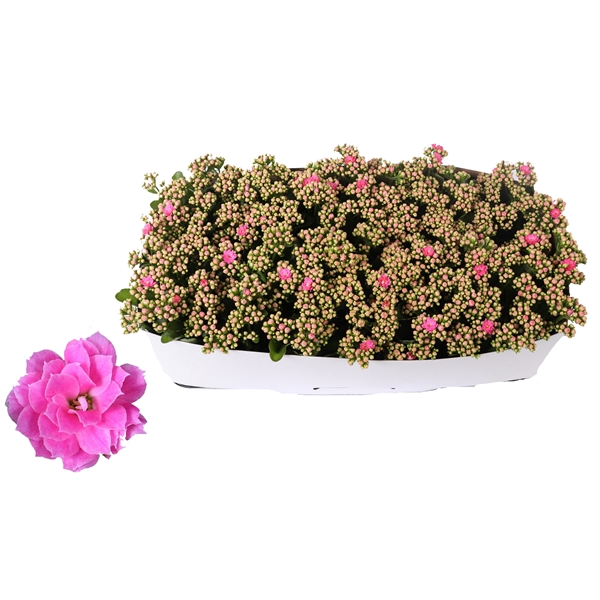 <h4>Kalanchoe Rosalina 12cm Don Nando roze, Traykraag</h4>