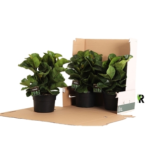 Ficus Lyrata Bambino ´Clumb´ in hoes