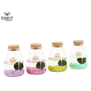 90940: Marimo arrangement